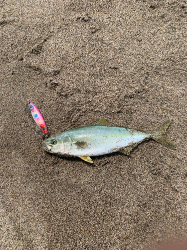 ショゴの釣果