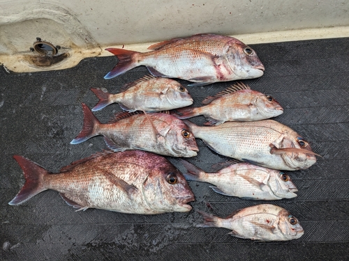 マダイの釣果