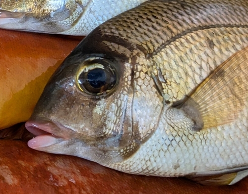 メイチダイの釣果