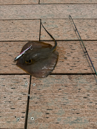 エイの釣果