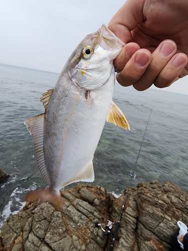 カンパチの釣果