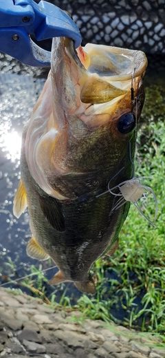 ラージマウスバスの釣果