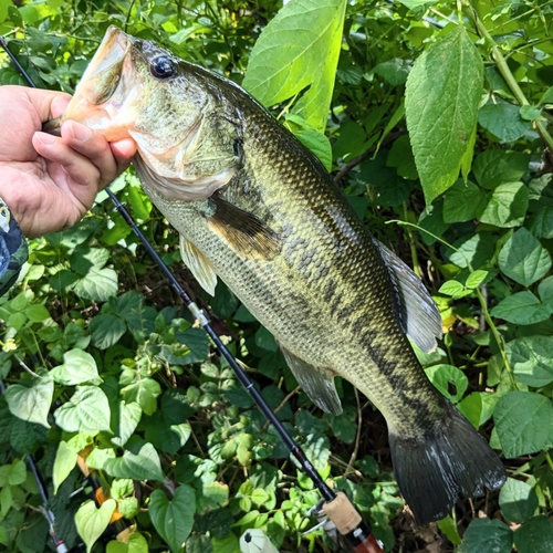 ラージマウスバスの釣果