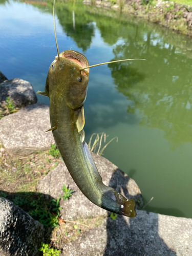 ナマズの釣果