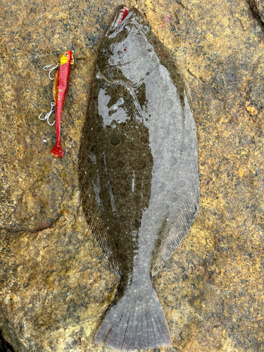 ヒラメの釣果