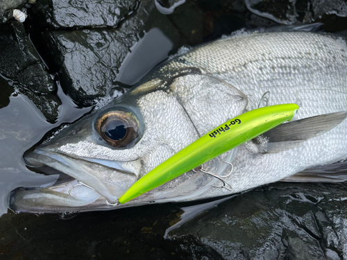 ヒラスズキの釣果