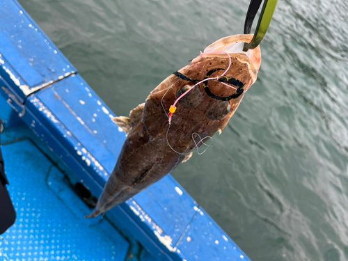 ワニゴチの釣果