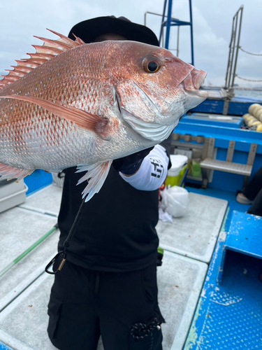 マダイの釣果