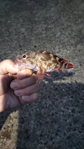 カサゴの釣果