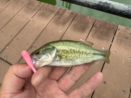 ラージマウスバスの釣果