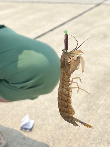 シャコエビの釣果