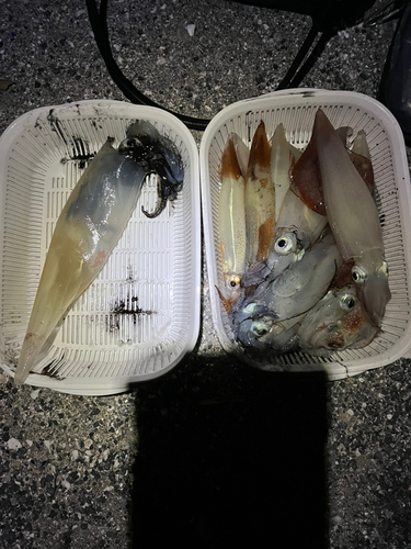 イカの釣果