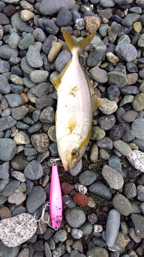 ショゴの釣果