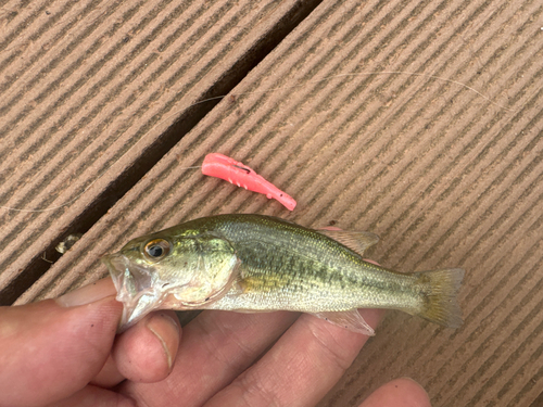 ラージマウスバスの釣果