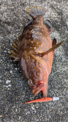 キジハタの釣果