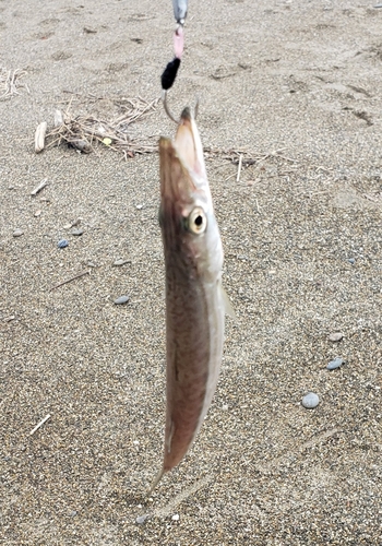 カマスの釣果