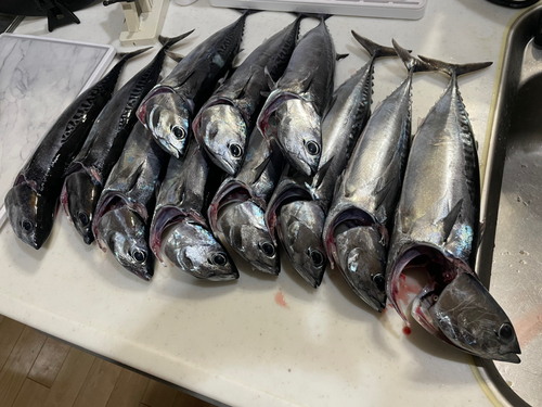 ソウダガツオの釣果