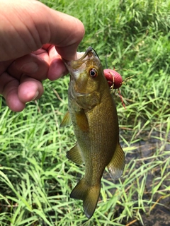 スモールマウスバスの釣果