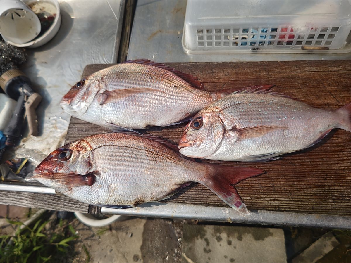おんchanさんの釣果 2枚目の画像