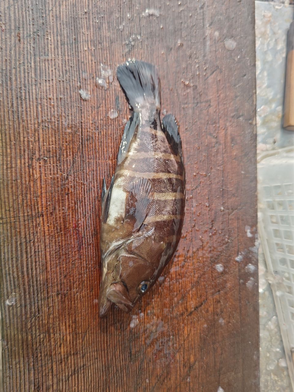 おんchanさんの釣果 3枚目の画像