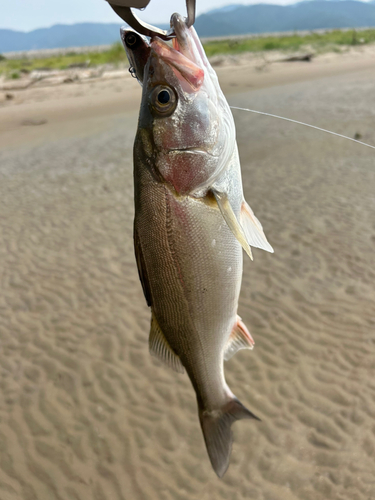 フッコ（マルスズキ）の釣果