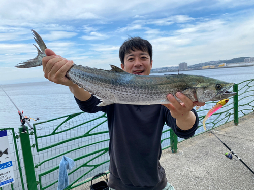 サワラの釣果