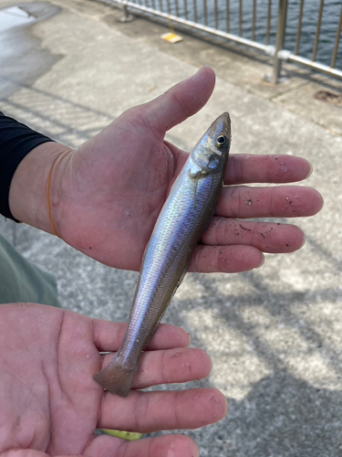 キスの釣果