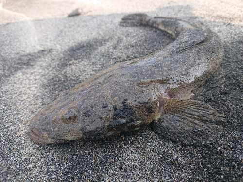 マゴチの釣果