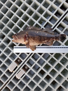 タケノコメバルの釣果