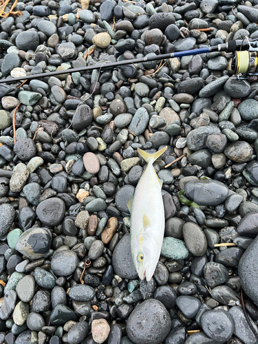 ワカシの釣果