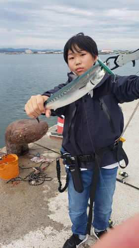 ソウダガツオの釣果