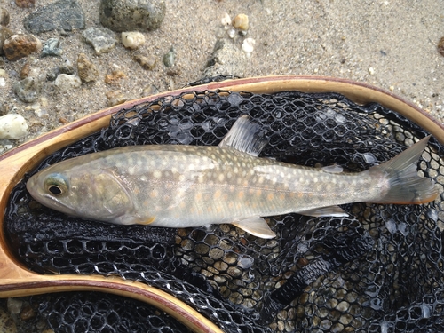 ニッコウイワナの釣果