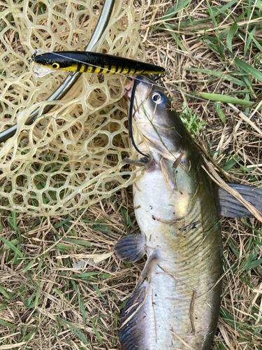 アメリカナマズの釣果