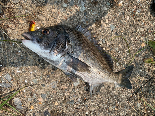 クロダイの釣果