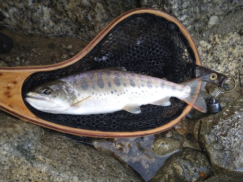 アマゴの釣果