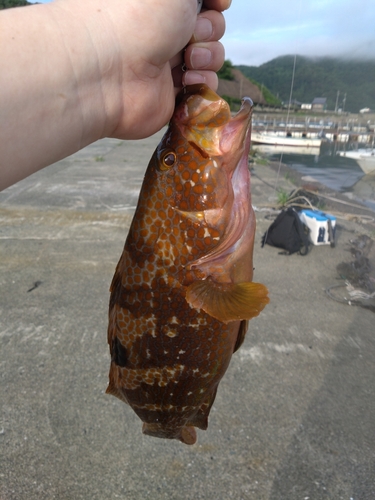 アコウの釣果