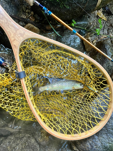 ブラウントラウトの釣果