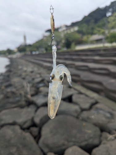 イカの釣果