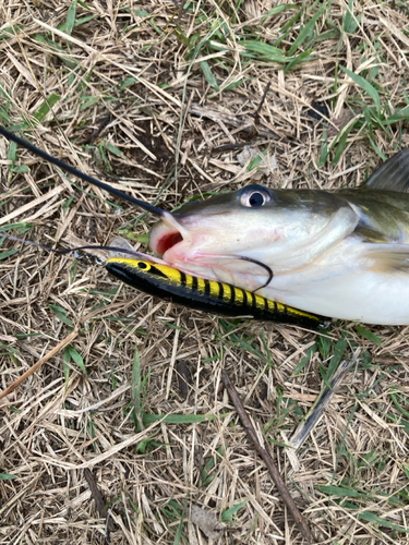 アメリカナマズの釣果