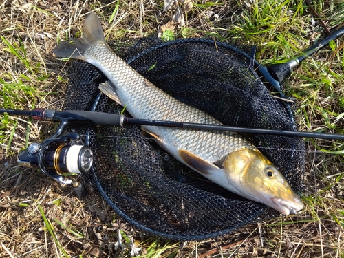 ニゴイの釣果