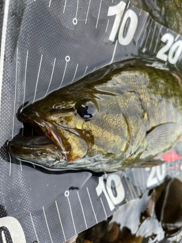 スモールマウスバスの釣果