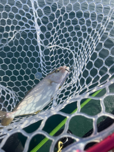 ショゴの釣果