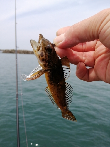 アナハゼの釣果