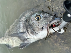 チヌの釣果