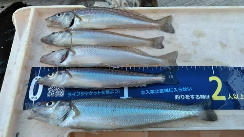 シロギスの釣果