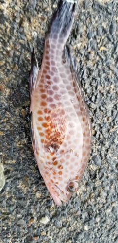 オオモンハタの釣果