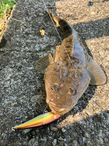 マゴチの釣果