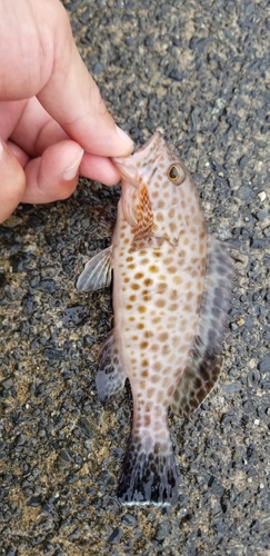 オオモンハタの釣果