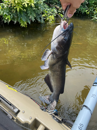 アメリカナマズの釣果