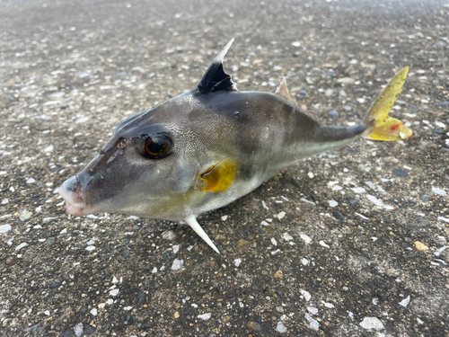 ギマの釣果